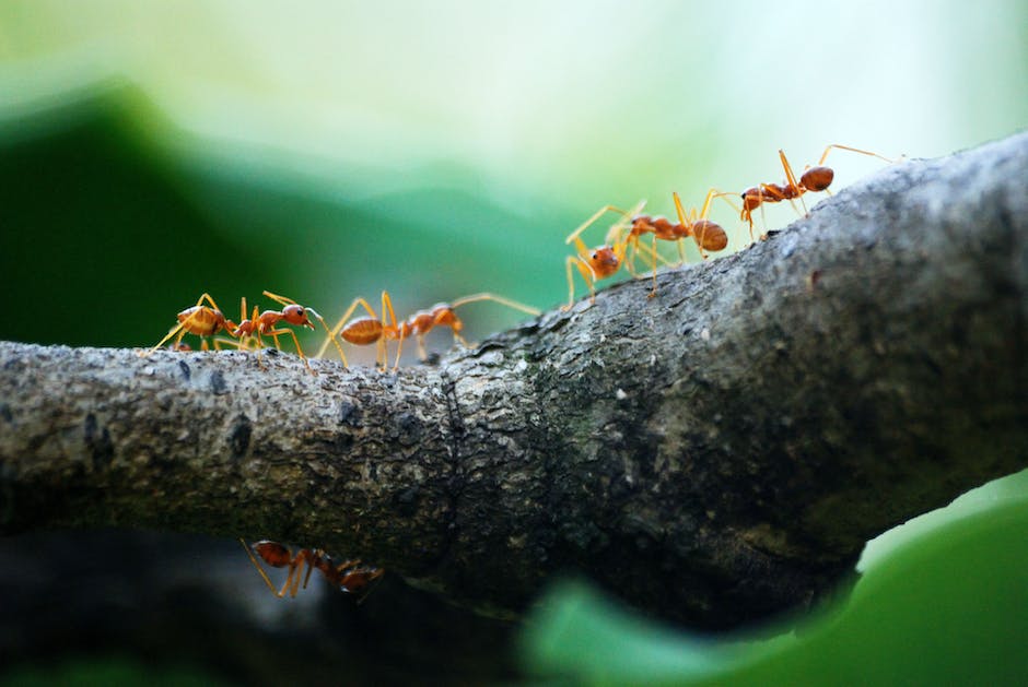세상에서 가장 작은 농장, 개미의 키우기
2