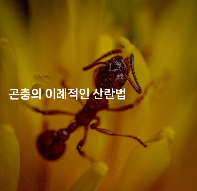 곤충의 이례적인 산란법
-벌레일기