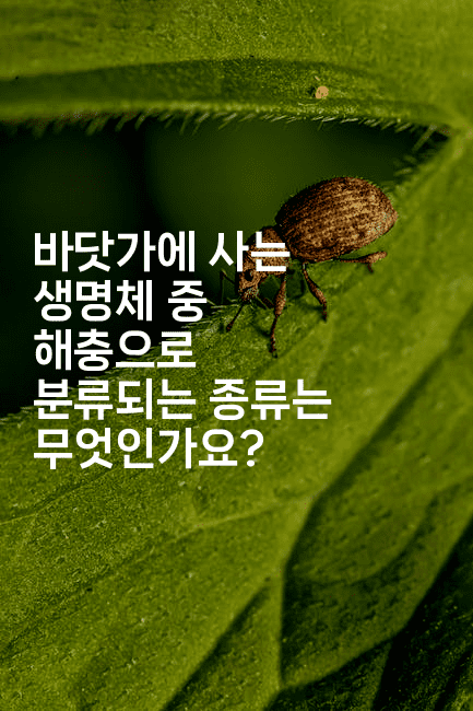 바닷가에 사는 생명체 중 해충으로 분류되는 종류는 무엇인가요?
2-벌레일기