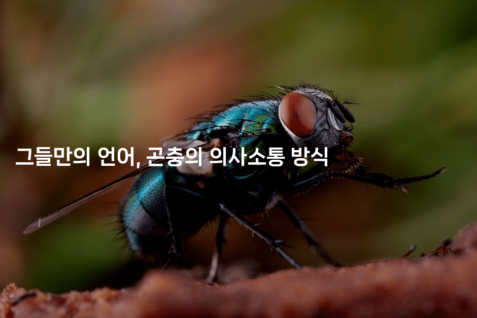 그들만의 언어, 곤충의 의사소통 방식2-벌레일기