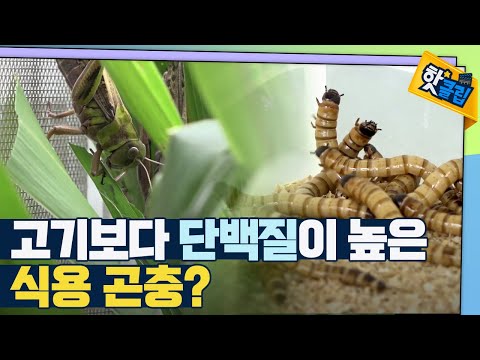 [핫클립] 곤충이 미래 식량인 이유 / YTN 사이언스