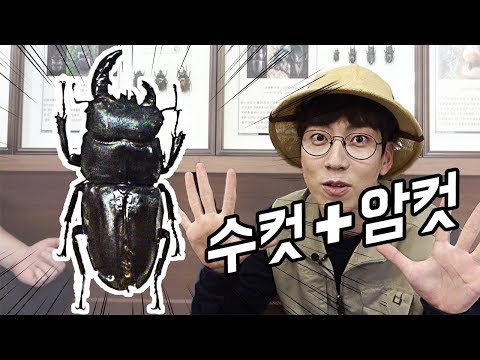 수컷+암컷 사슴벌레, 희귀곤충 백화점!  충우곤충박물관 탐방기!