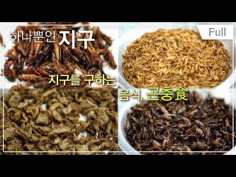 [하나뿐인 지구] 지구를 구하는 음식 곤충