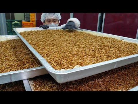 이건 단백질 깡패입니다! 미국에 수출하는 미래식량 식용밀웜 ,식용곤충 / Future Food Edible Insect, Mealworm / Korean food factory