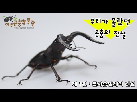 여주곤충박물관 곤충의 진실 시리즈!  ! (톱사슴벌레편)