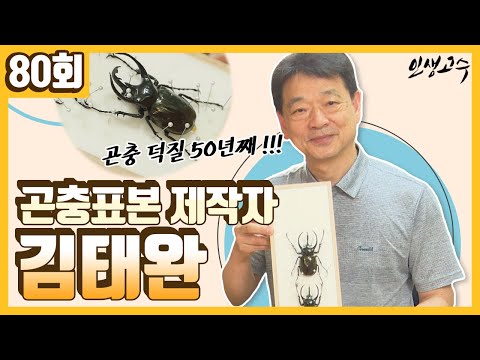 곤충 덕후 50년째! 곤충표본제작사 김태완 ㅣ 인생고수 [80회] / YTN 라이프