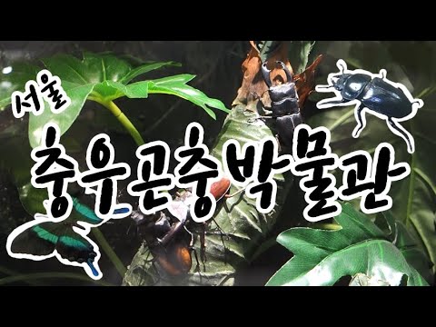 서울에 여러 곤충을 만나볼 수 있는 곤충 박물관이 있다?! / 충우곤충박물관 소개