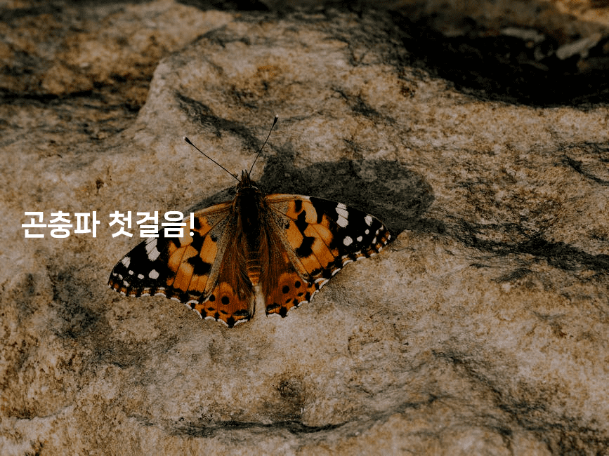 곤충파 첫걸음! 2-벌레일기