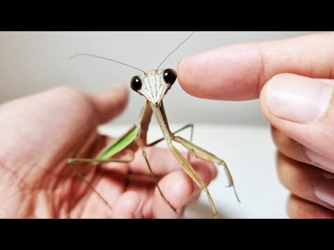 왕사마귀와 친구가 되는 과정 (The Process Of Making Friends With The Giant Mantis)