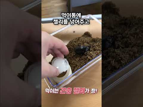 교실에서 장수풍뎅이 키우기?