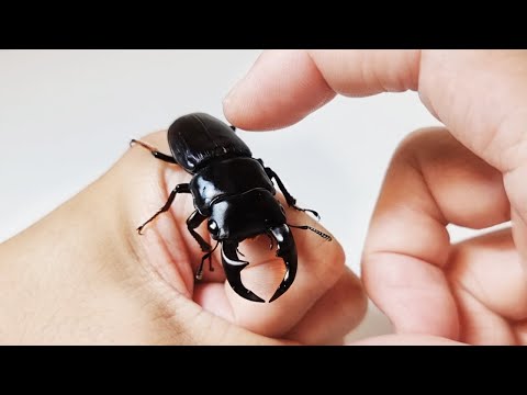 사슴벌레와 친구가 되는 과정 (The Process Of Making Friends With a Stag Beetle)