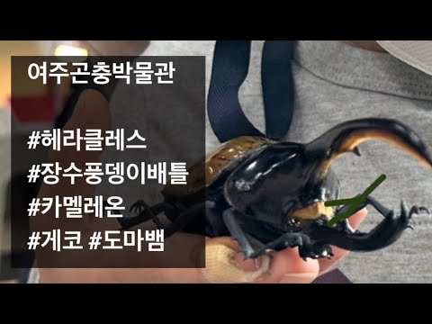 장수풍뎅이 배틀! 헤라클레스 장수풍뎅이가 있는 곳! 여주곤충박물관