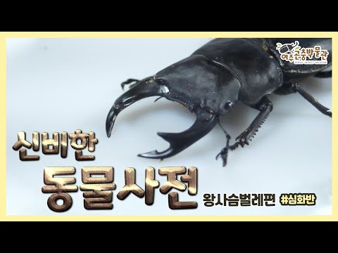 여주곤충박물관 신비한 생물도감 심화반(왕사슴벌레편)