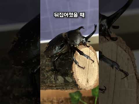 학교에서 키우던 장수풍뎅이가 결국…?