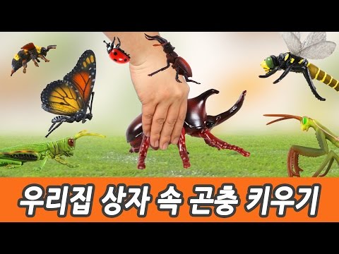 한국어ㅣ우리집 상자 속 곤충 키우기! 유아교육, 어린이 만화영상, 곤충 이름 맞추기, 컬렉타피규어, 57화ㅣ꼬꼬스토이