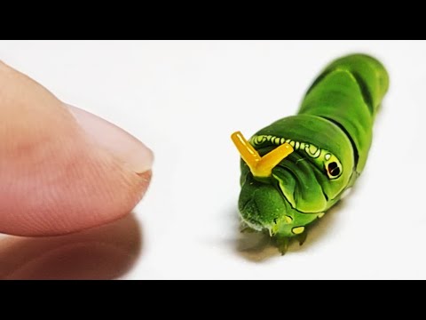 캐터피와 친구가 되는 과정 The process of making friends with a Caterpie