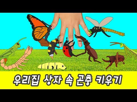 한국어ㅣ우리집 상자 속 곤충 키우기! 어린이 곤충 만화, 곤충이름 배우기, 컬렉타ㅣ꼬꼬스토이