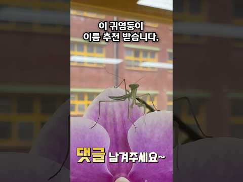 교실에서 곤충 키우기 3탄 - 사마귀?