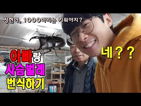 아빠가 사슴벌레1000마리 키우자는데요??ㅋㅋㅋㅋ참(된)교육갑니다…[정브르]