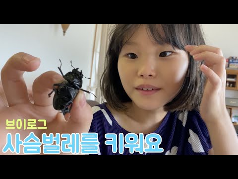 추석에 찾아온 특별한 손님? 사슴벌레를 키워요! 라임패밀리 브이로그 raising stag beetles