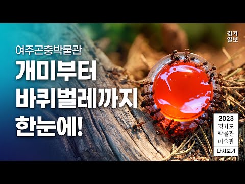 2023 경기도 박물관·미술관 다시보기ㅣ일곱 번째, 여주곤충박물관