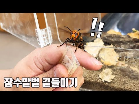 이게 된다고?? 한국에서 가장 위험한 장수말벌을 길들이는 남자를 만나고 왔는데... (ft.미니생도)