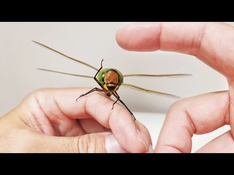 왕잠자리와 친구가 되는 과정 The Process Of Making Friends With a Emperor Dragonfly