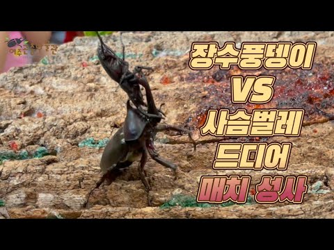 (사슴벌레등장?) 장수풍뎅이 최강자를 가려라! IOS 5