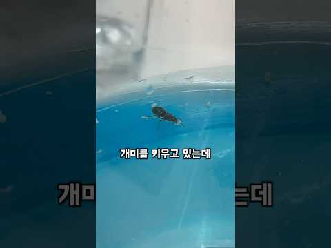 여왕개미 키우기 2탄! #개미 #키우기 #곤충