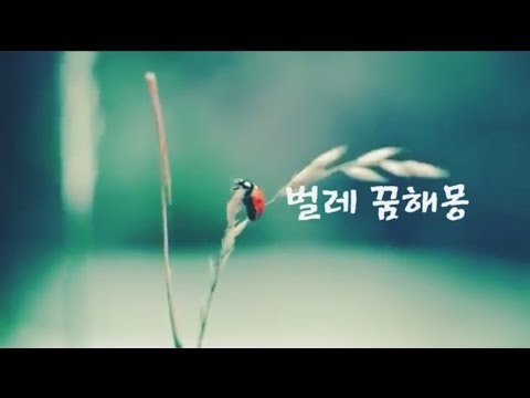 벌레 꿈해몽 벌레먹는꿈,벌레 나오는꿈,벌레 죽이는꿍등,벌레관련 꿈해몽 모음 (muhanchangjo)