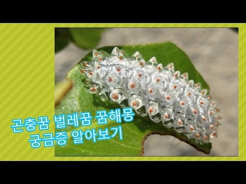 곤충꿈 벌레꿈 꿈해몽 궁금증 알아보기