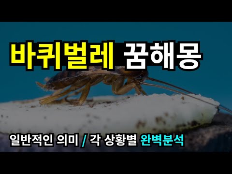 바퀴벌레 꿈해몽 바퀴벌레꿈을 꾸었다면 반드시 봐야하는 영상