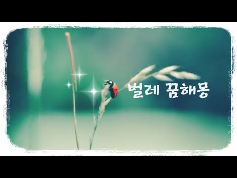 벌레 꿈해몽 벌레먹는꿈,벌레 나오는꿈,벌레 죽이는꿍등,벌레관련 꿈해몽 모음  (오디오)