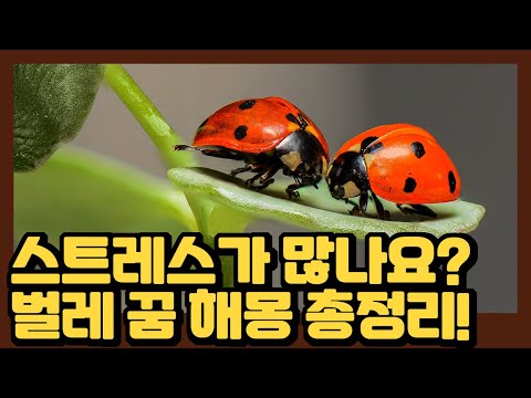 스트레스가 많나요? 벌레 꿈 해몽 총정리!