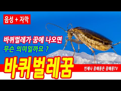 바퀴벌레 꿈해몽, 바퀴벌레꿈, 바퀴벌레 관련 꿈해몽, 바퀴벌레 나오는 꿈 , 바퀴벌레 죽이는 꿈, 바퀴벌레 놓치는 꿈, 왕 바퀴벌레 꿈, 예언, 예지몽