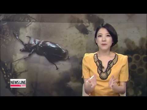 Korea aims to foster insect industry   곤충은 미래 대체식량 "2020년 2000억 시장"