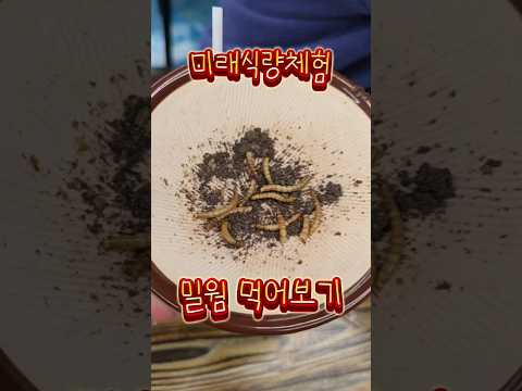 #미래식량체험#밀웜먹방#곤충맛은?#미래식량으로 대체되기전에 고기 아껴먹겠다는 도원ㅋㅋㅋ#도전하는용기에박수#건조밀웜#고단백식품#Future food experience