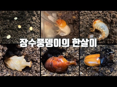 장수풍뎅이의 한살이:: 알, 애벌레, 번데기를 거쳐 성충이 되기까지 10개월의 기록:: the life cycle of beetle