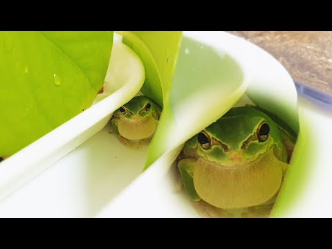 개구리 키우기) 청순이의 새친구가 나타났다!  The new frog friend appeared. Raising Frogs.