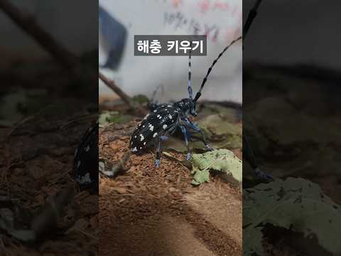 알락하늘소 키우기#해충#곤충기르기